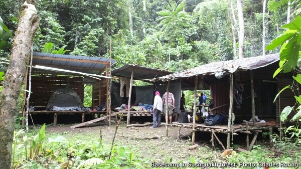 basecamp for tourists who want to watch Lesser Birds of Paradise in Susnguakti forest of Manokwari