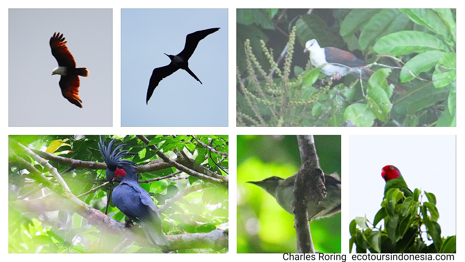 tropical birds from rainforest of West Papua