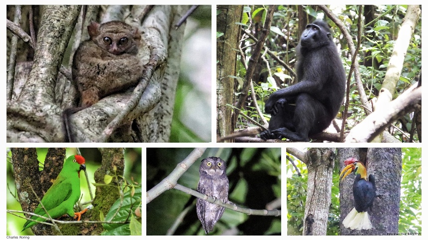 wildlife tour in indonesia Gursky's Spectral Tarsier, Celebes Bear Cuscus, Sulawesi-crested Macaque, in Tangkoko of Minahasa Peninsula