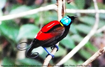 Wilson's Bird of Paradise (Cicinnurus respublica)