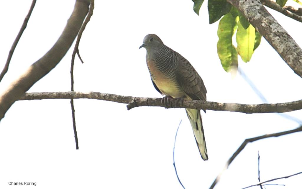 Zebra Dove (Geopelia striata)